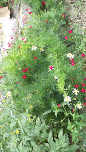 Garden Flowers.